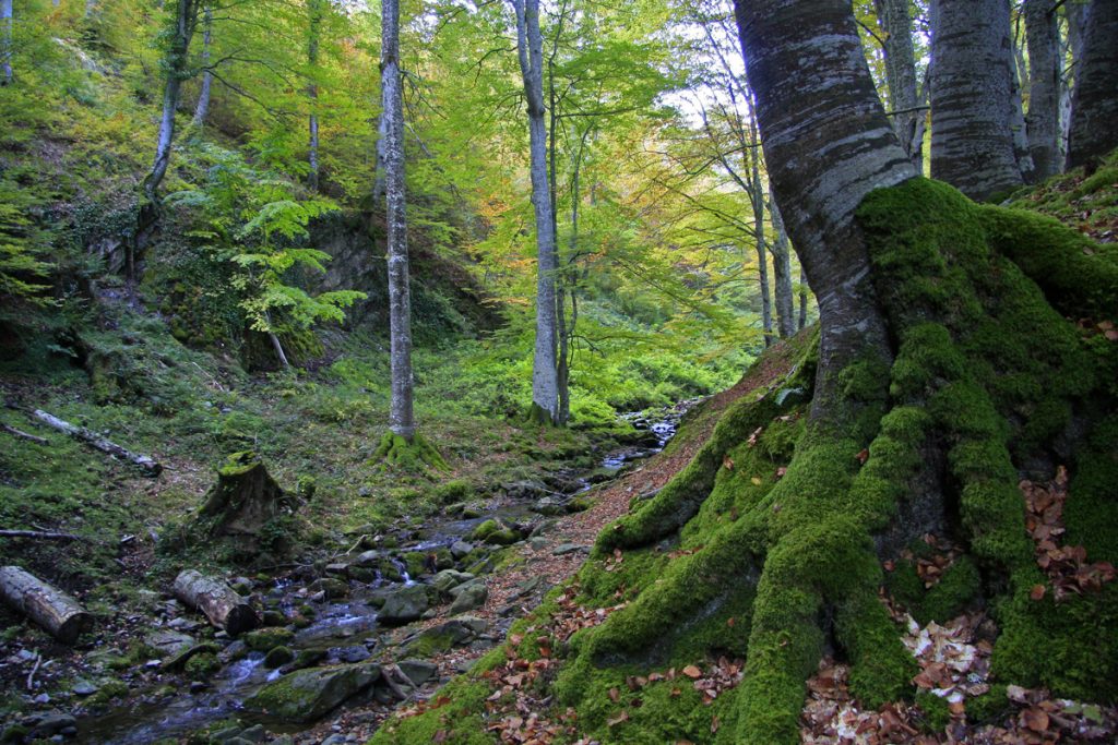 El Rajao, Tobía