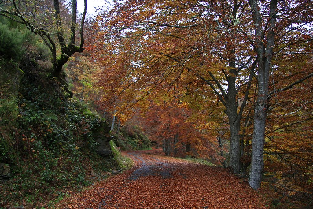 El Rajao, Tobía