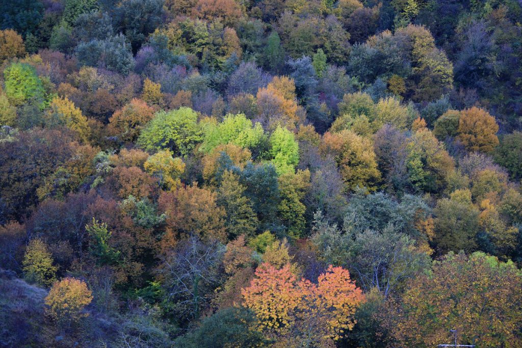 Color de otoño en la falda de Peña Tobía