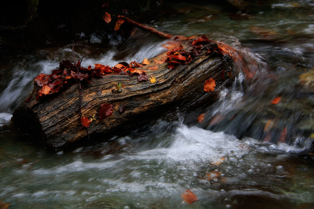 Notas de color en el río Tobía